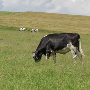 What Do Dairy Cows Eat image 300x300 - What Do Dairy Cows Eat image